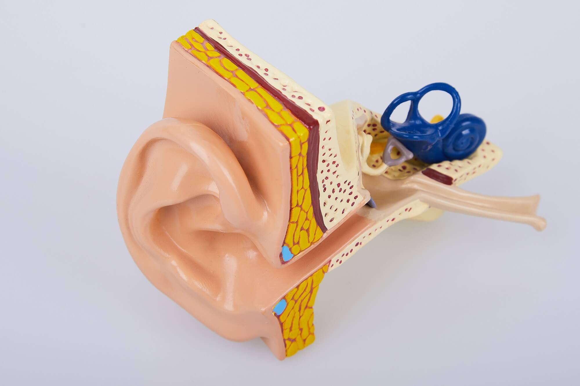 Facts about your ears